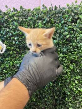 Rescue Domestic Short Hair Cats for Adoption in El Paso, Texas - 59561391 | PetCurious