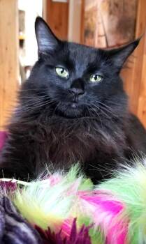 Domestic Medium Hair Cats Available for Adoption - Minuit | PetCurious