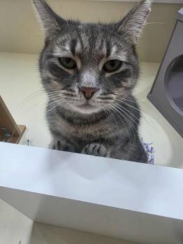 Rescue Tabby Cats for Adoption in Norwich, Connecticut - Abby | PetCurious