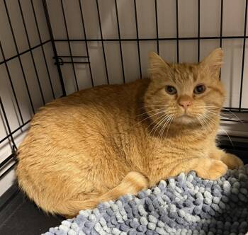 Domestic Short Hair Cats Available for Adoption - Archie | PetCurious