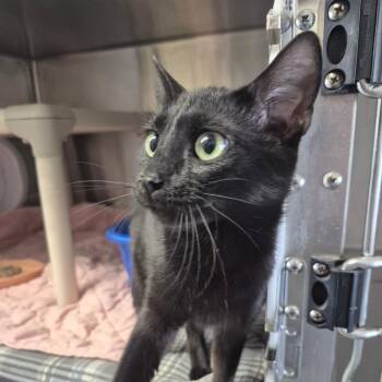 Summer -  Domestic Short Hair Cat Available for Adoption in Kingman, Kansas - Summer | PetCurious