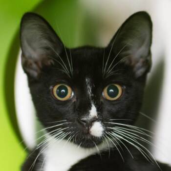 Tyler -  Domestic Short Hair Cat for Adoption in Middletown, Rhode Island - Tyler | PetCurious