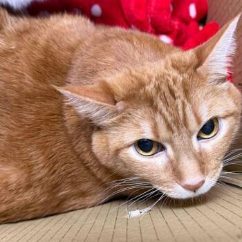 Domestic Short Hair Cats Available for Adoption in Kingman, Arizona - Garfield | PetCurious