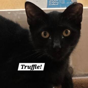 Truffle -  Bombay and Domestic Short Hair Cat for Adoption in San Antonio, Texas - Truffle | PetCurious