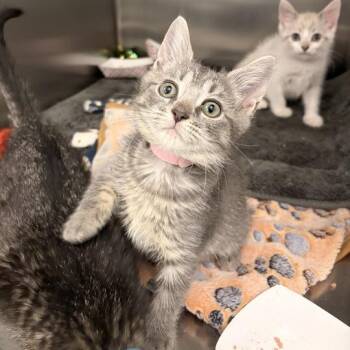 Nicky -  Domestic Short Hair Cat for Adoption in Marshall, Virginia - Nicky | PetCurious