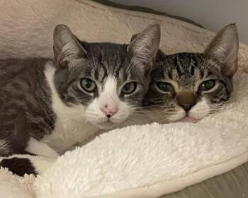 Lilac -  Domestic Short Hair Cat for Adoption in Novato, California - Lilac | PetCurious
