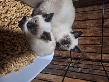 Rescue Siamese Cats for Adoption in Polk City, Florida - Si | PetCurious