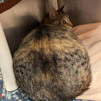 Domestic Short Hair Cats Available for Adoption in Huntsville, Arkansas - (WC Vet 5/14) Sutherlands | PetCurious