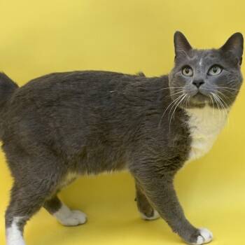 Domestic Short Hair and Russian Blue Cats Available for Adoption - Meowsies | PetCurious