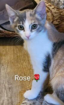 Rose -  Domestic Short Hair Cat Available for Adoption in Las Vegas, Nevada - Rose | PetCurious