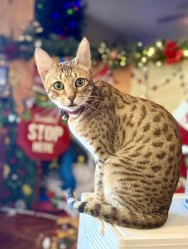 Rescue Savannah Cats for Adoption in Jacksonville, Arkansas - Savvy | PetCurious