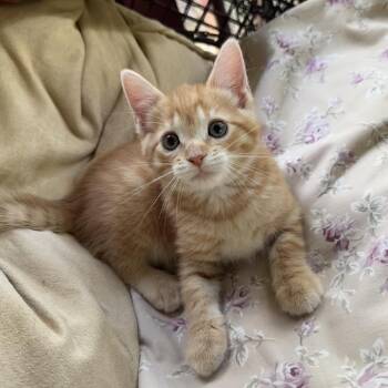Domestic Short Hair Cats Available for Adoption in Williston, Florida - Saffron | PetCurious