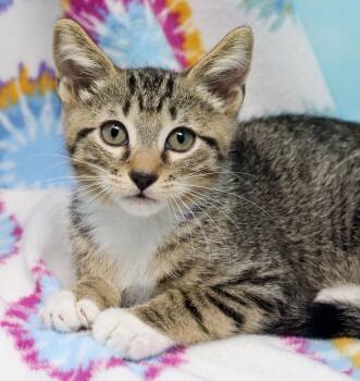 Yuri -  Domestic Short Hair Cat for Adoption in Tierra Verde, Florida - Yuri | PetCurious