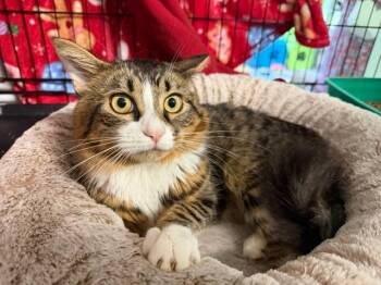 Zoro -  Domestic Long Hair Cat for Adoption in Windsor, Connecticut - Zoro | PetCurious