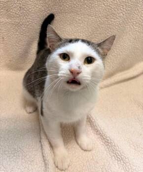 Domestic Short Hair Cats Available for Adoption in Warren, Pennsylvania - Keeta | PetCurious