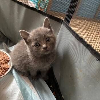 Domestic Short Hair Cats Available for Adoption - Marigold In Manchester, MD | PetCurious