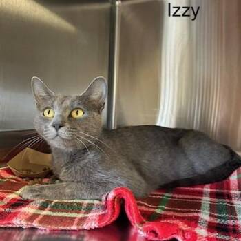 Izzy -  Domestic Short Hair Cat for Adoption in Knoxville, Tennessee - Izzy | PetCurious