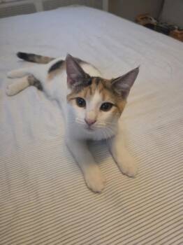 Rosalina -  Domestic Short Hair Cat for Adoption in Richmond, Virginia - Rosalina | PetCurious