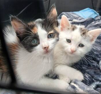 Domestic Short Hair Cats Available for Adoption in Boca Raton, Florida - Bob & Kira BONDED | PetCurious