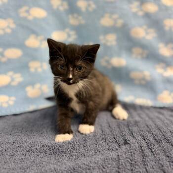 Miney -  Domestic Short Hair Cat for Adoption in Bullhead City, Arizona - Miney | PetCurious