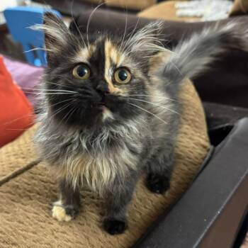 Tortoiseshell Cats Available for Adoption - Brigette | PetCurious