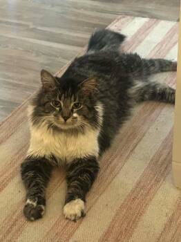 Domestic Medium Hair Cats Available for Adoption in Calgary, Alberta - Carl | PetCurious
