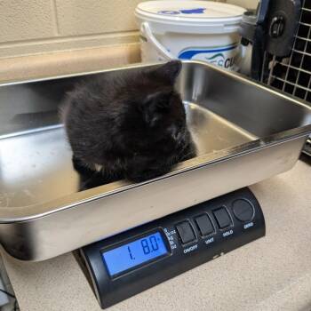Domestic Short Hair Cats Available for Adoption - Leela | PetCurious