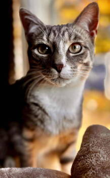 Rescue Domestic Short Hair Cats for Adoption in Forest, Virginia - *Franklin McCloud | PetCurious