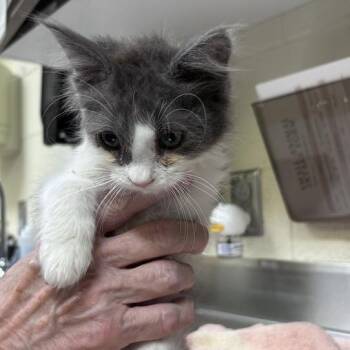 Sheep -  Domestic Short Hair Cat for Adoption in Asheville, North Carolina - Sheep | PetCurious