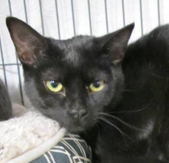 Amelia -  Domestic Short Hair Cat for Adoption in Richmond, Virginia - Amelia | PetCurious