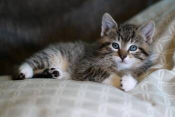 Turtle -  Tabby and Domestic Short Hair Cat for Adoption in Skyline, Minnesota - Turtle | PetCurious