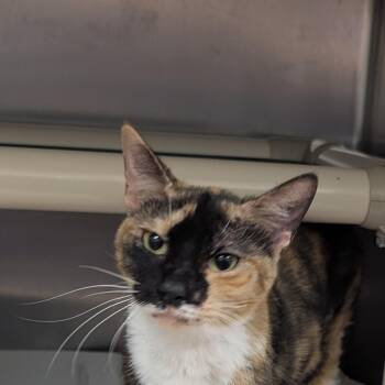 Starfire -  Domestic Short Hair Cat for Adoption in St. Augustine, Florida - Starfire | PetCurious
