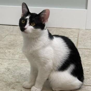 Ella (and Tito) -  Domestic Short Hair Cat for Adoption in Huddleston, Virginia - Ella (and Tito) | PetCurious