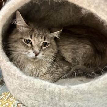 Donatella Fursace -  Domestic Short Hair and Domestic Medium Hair Cat for Adoption in Las Vegas, Nevada - Donatella Fursace | PetCurious