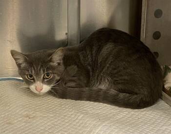 Rescue Domestic Short Hair Cats for Adoption in Westminster, Maryland - BUTTERCUP | PetCurious