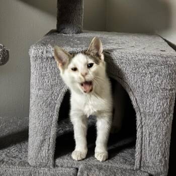 Domestic Short Hair Cats Available for Adoption - Mr French Toast | PetCurious