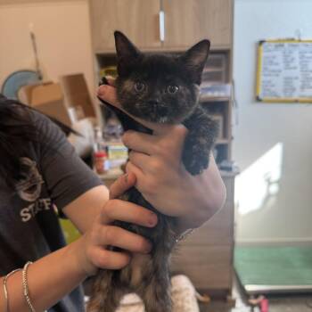 Dolly -  Domestic Short Hair Cat for Adoption in Louisville, Kentucky - Dolly | PetCurious