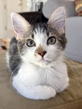 Domestic Short Hair Cats Available for Adoption - Mako Shark | PetCurious