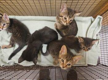 LARY -  Domestic Short Hair Cat for Adoption in Tustin, California - LARY | PetCurious