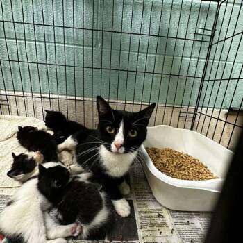 Aragon -  Domestic Medium Hair Cat for Adoption in Gadsden, Alabama - Aragon | PetCurious