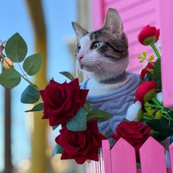 Domestic Short Hair Cats Available for Adoption - Cone | PetCurious