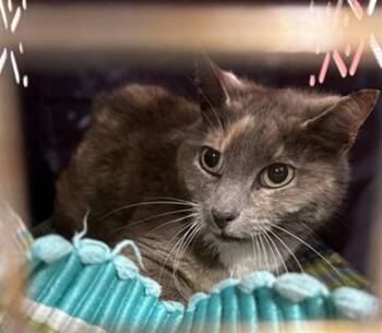Domestic Short Hair Cats Available for Adoption in Louisville, Kentucky - BUTTERFLY STARBURST | PetCurious