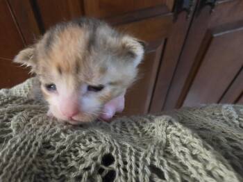 Whiskey -  Domestic Short Hair Cat for Adoption in Plymouth, Connecticut - Whiskey | PetCurious