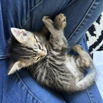 Bean -  Domestic Short Hair Cat for Adoption in Medina, Ohio - Bean | PetCurious