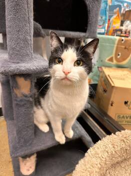 Shakerton -  Domestic Short Hair Cat Available for Adoption in Maple Shade, New Jersey - Shakerton | PetCurious