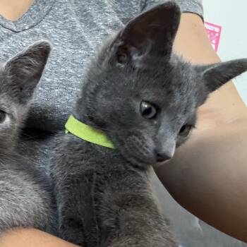 Charm -  Domestic Short Hair Cat for Adoption in Westminster, California - Charm | PetCurious