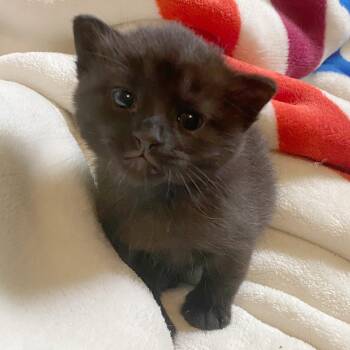 Rescue Domestic Short Hair and Burmese Cats for Adoption in Columbus, Ohio - Forrest | PetCurious