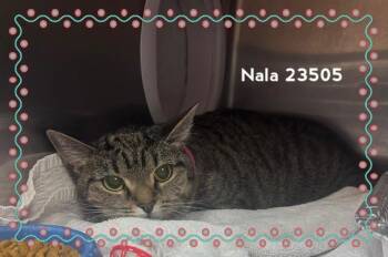 NALA -  Domestic Short Hair Cat for Adoption in Marietta, Georgia - NALA | PetCurious