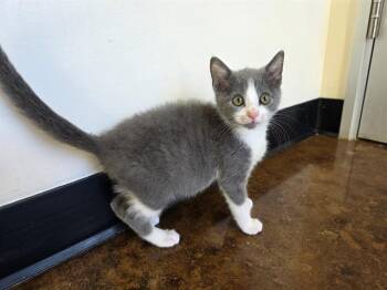 GARY -  Domestic Short Hair Cat for Adoption in Santa Clara, California - GARY | PetCurious