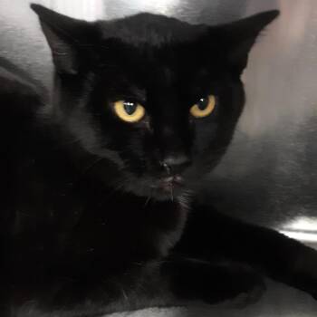 Domestic Short Hair Cats Available for Adoption in Spokane, Washington - Wizard | PetCurious